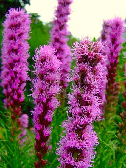 Bio Liatris spicata