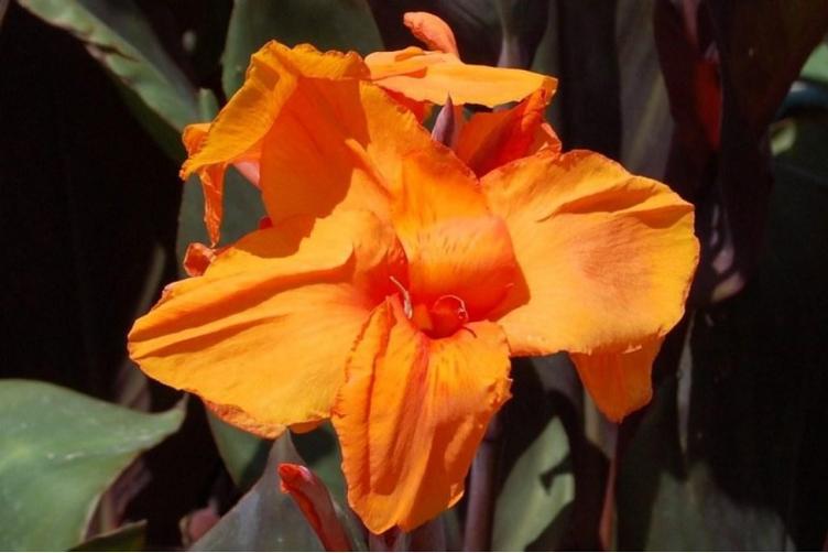 Bio Canna Orange
