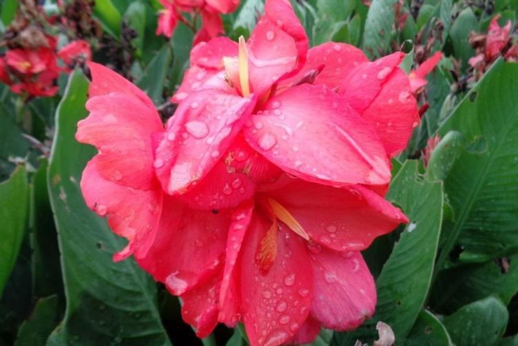 Bio Canna Pink