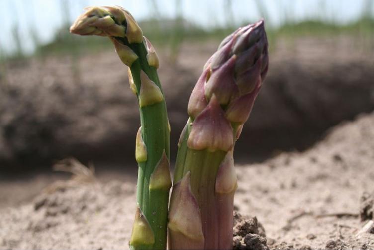Bio Grünspargel-Pflanzen