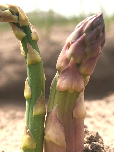 Bio Grünspargel-Pflanzen