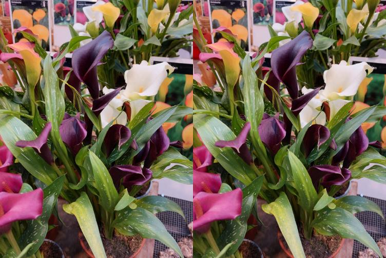 Bio Calla Mix