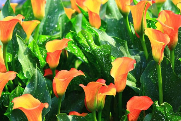 Bio Calla Orange