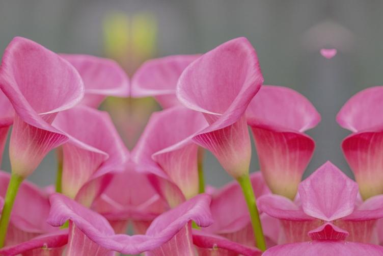 Bio Calla Rosa