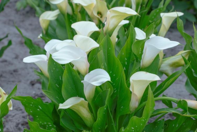 Bio Calla Weiss