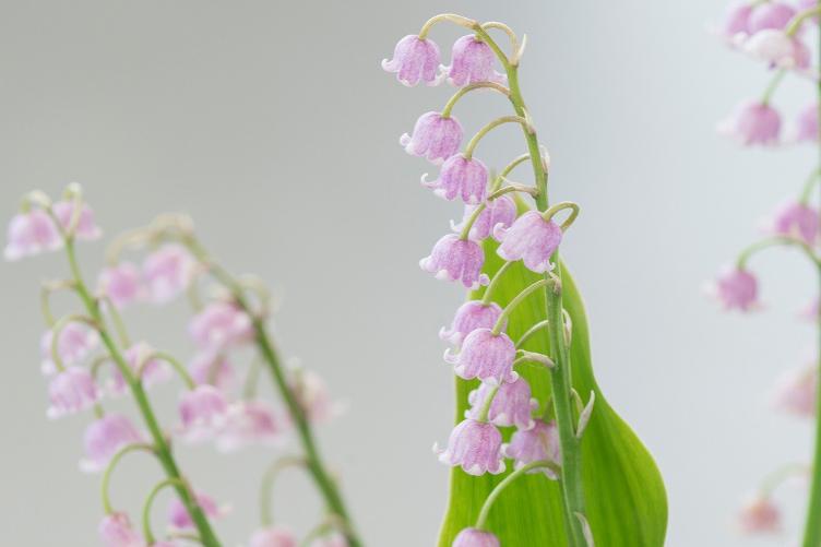 Bio Maiglöcken Rosea