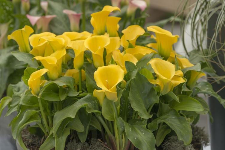Bio Calla Gelb