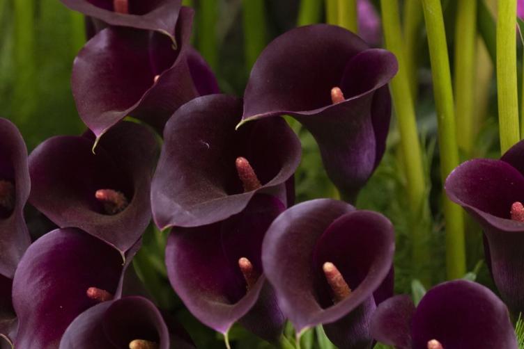 Bio Calla Schwarz