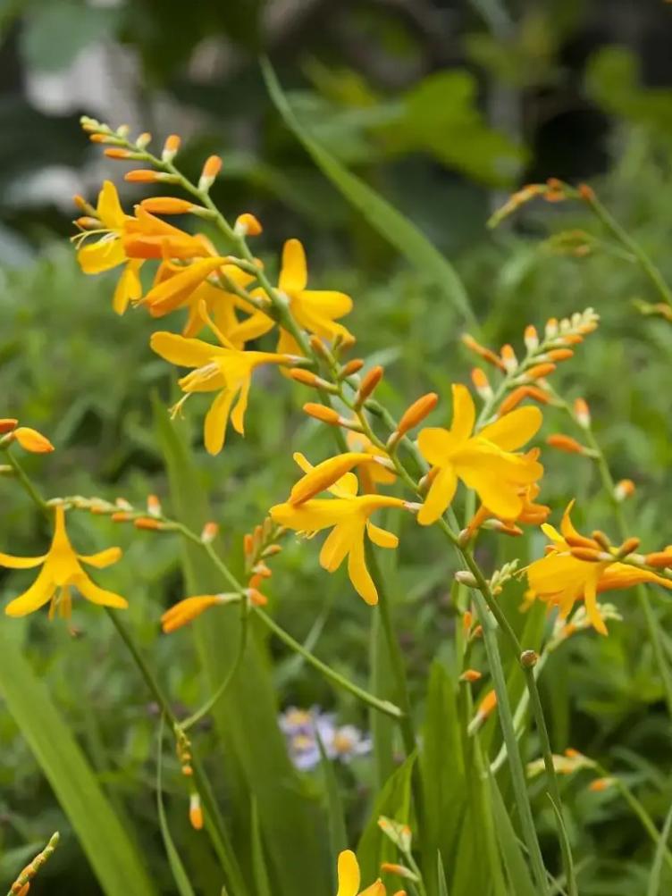 Bio Crocosmia George Davidson
