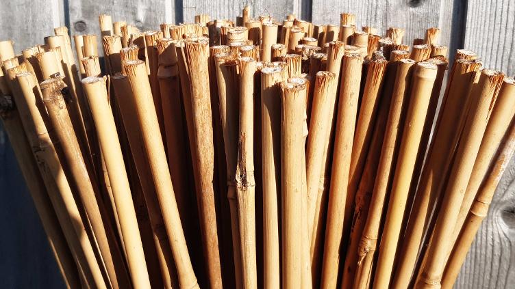 Bambus Stäbe (Tonkin)