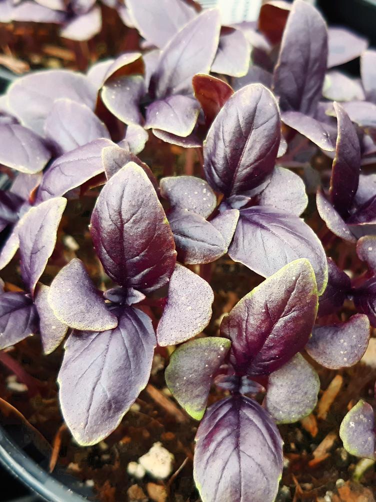 Basilikum Genoveser rot