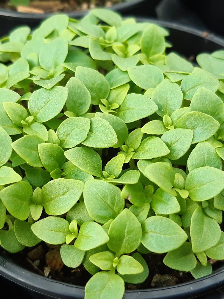 Basilikum Griechischer