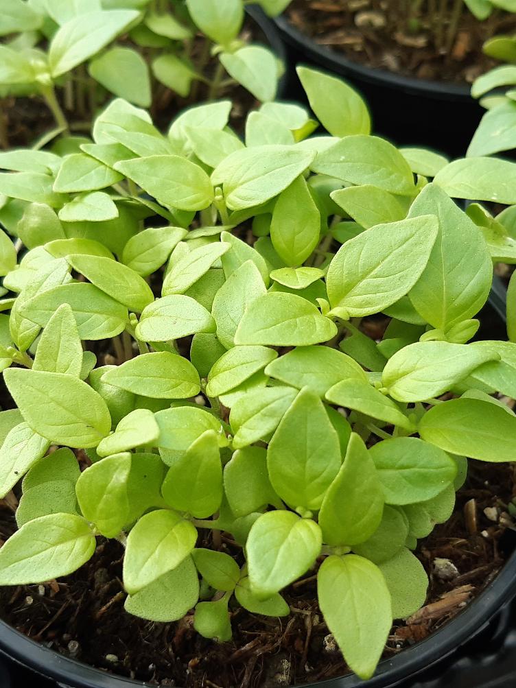 Basilikum Zitroniger