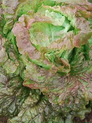 Batavia Lattughino Rosso (Wintertyp)