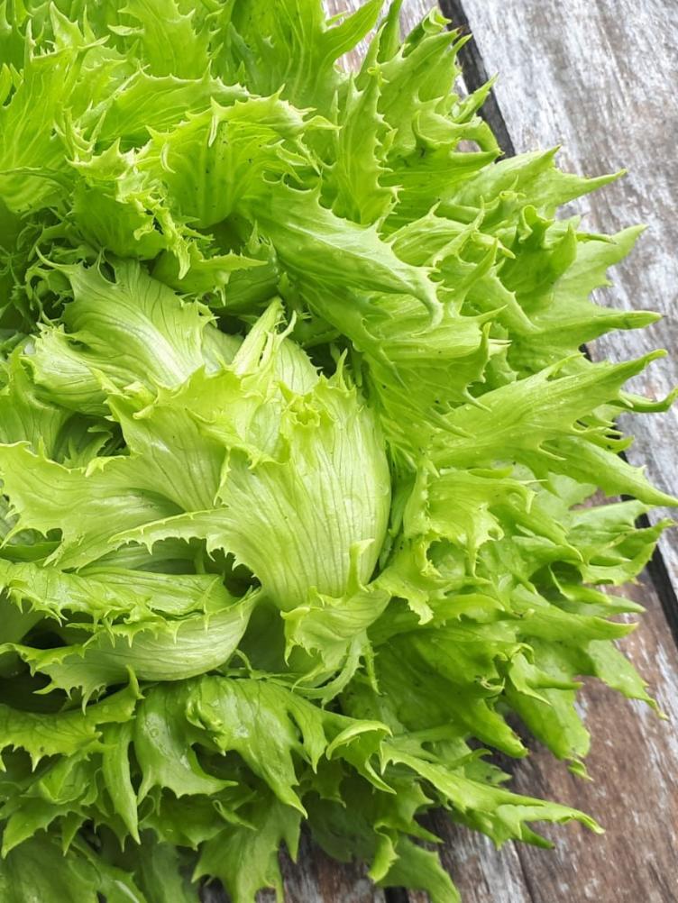 Batavia Reine des Glaces