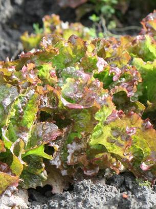 Batavia Rouge de Grenoble