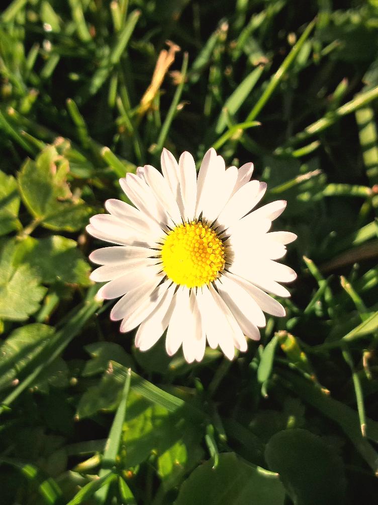 Bellis perennis