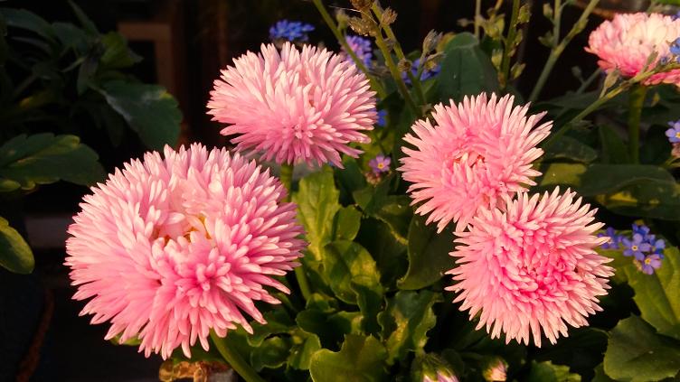 Bellis Roggli Lachs `Robella`