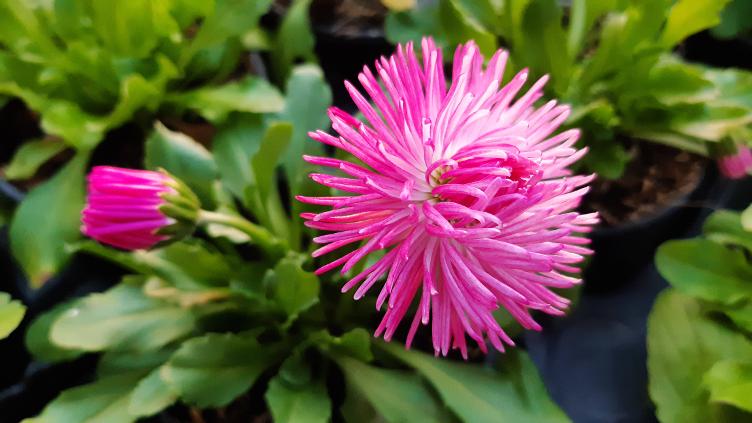 Bellis Roggli rosa