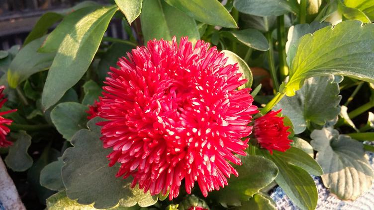Bellis Roggli rot