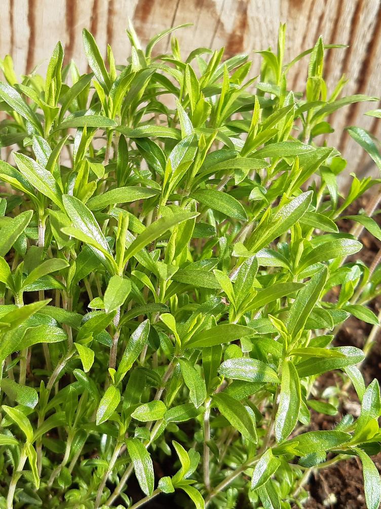 Bergbohnenkraut