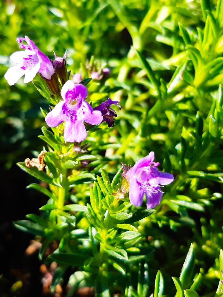 Bergbohnenkraut niedriges