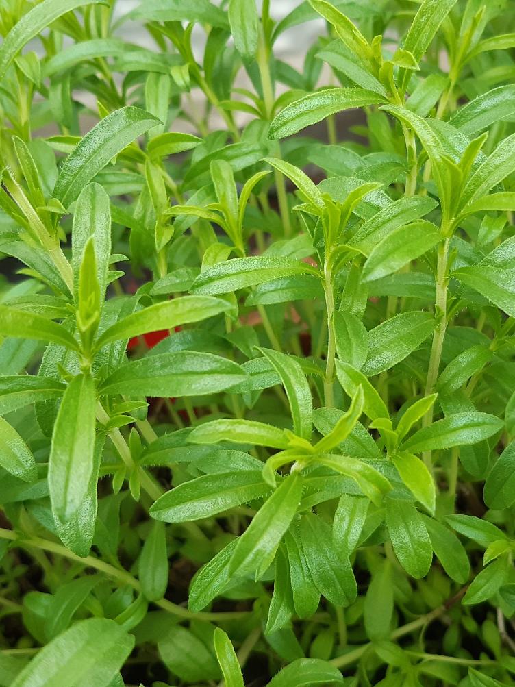 Bergbohnenkraut zitroniges