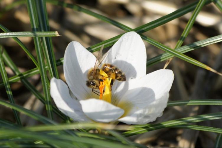 Bio Elfen-Krokus Ard Schenk