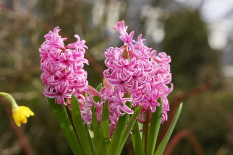Bio Hyazinthe Pink Pearl