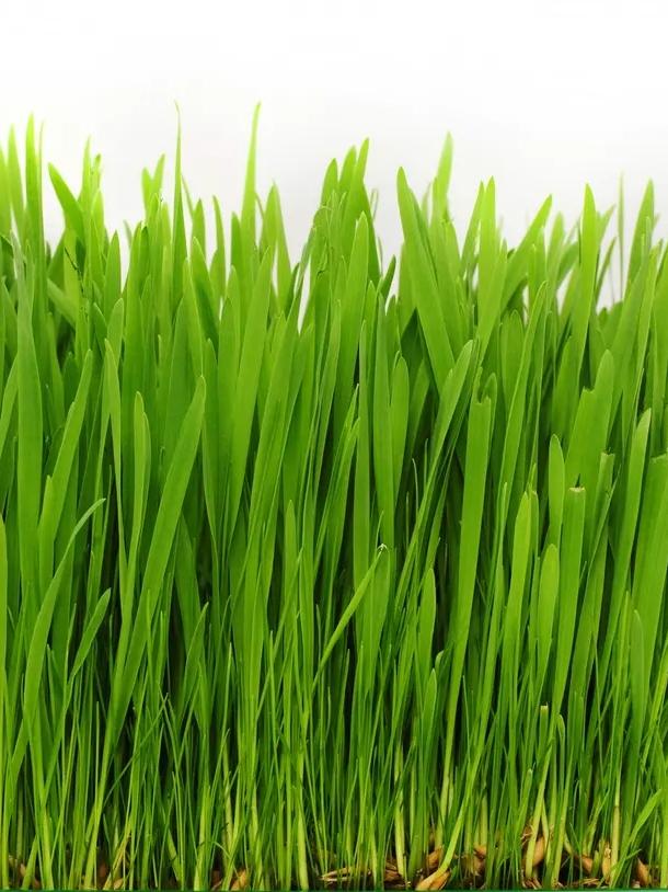 Bio Katzengras aus Weizen
