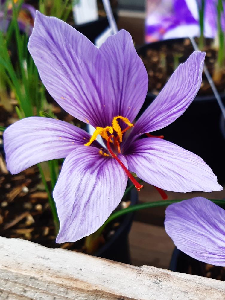 Bio Safran (Krokus)