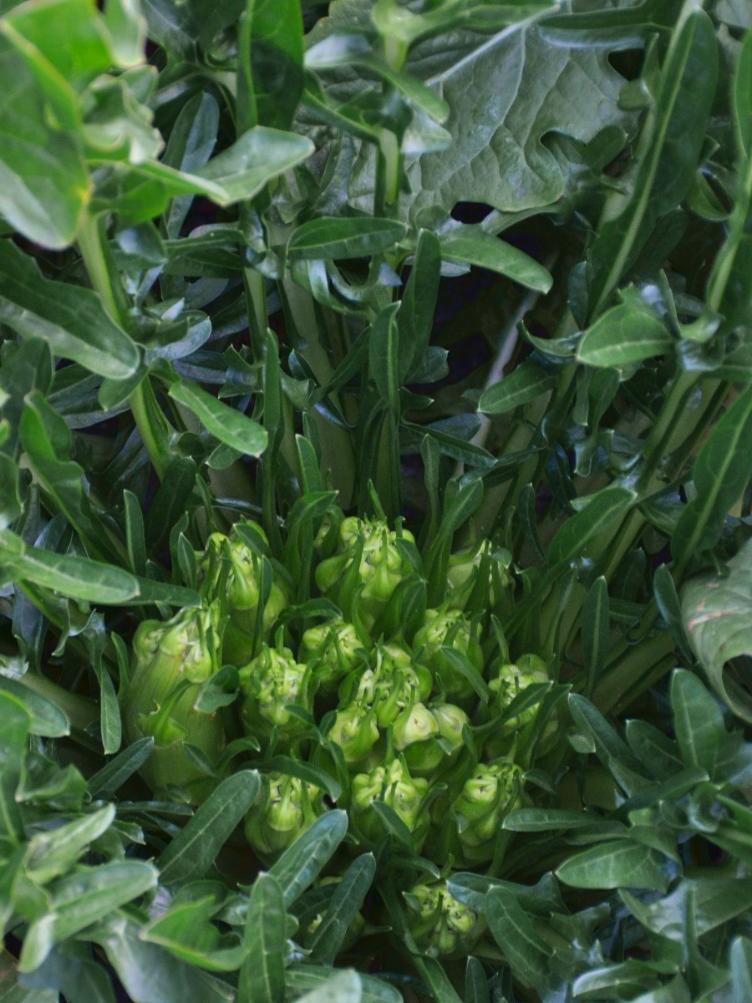 Blattzichorie Catalogna Puntarella