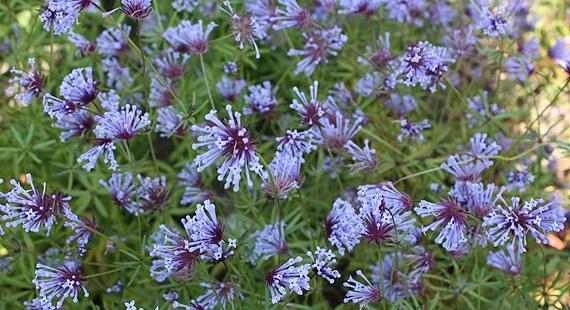 Blauer Waldmeister
