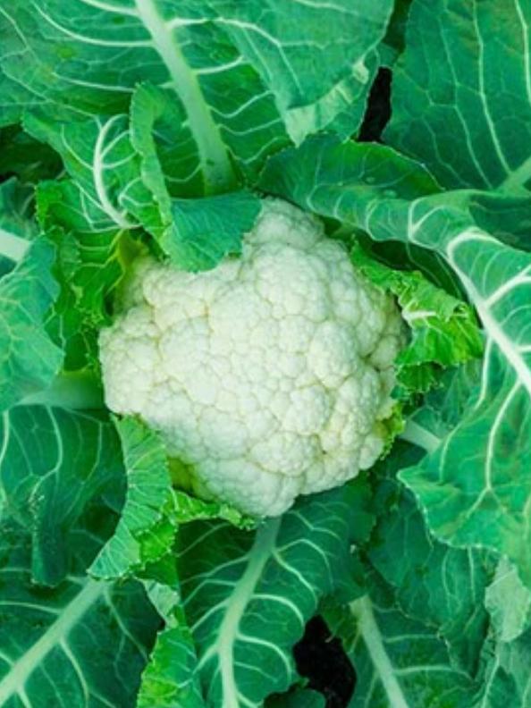 Blumenkohl Neckarperle