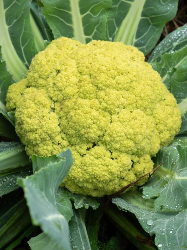 Blumenkohl Verde di Macerata