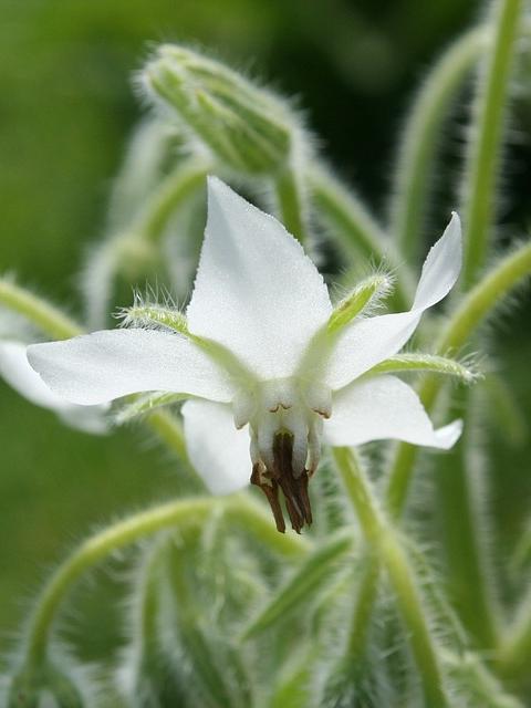 Borretsch weissblühend