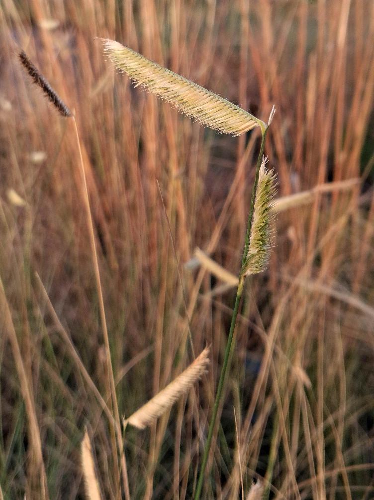 Bouteloua gracilis `Blonde Ambition`