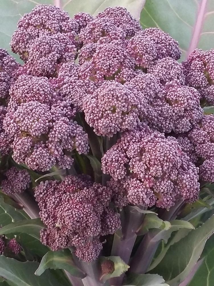 Broccoli Rosalind