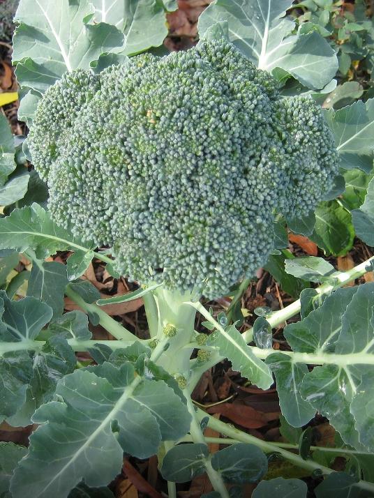 Broccoli Verde Calabrese