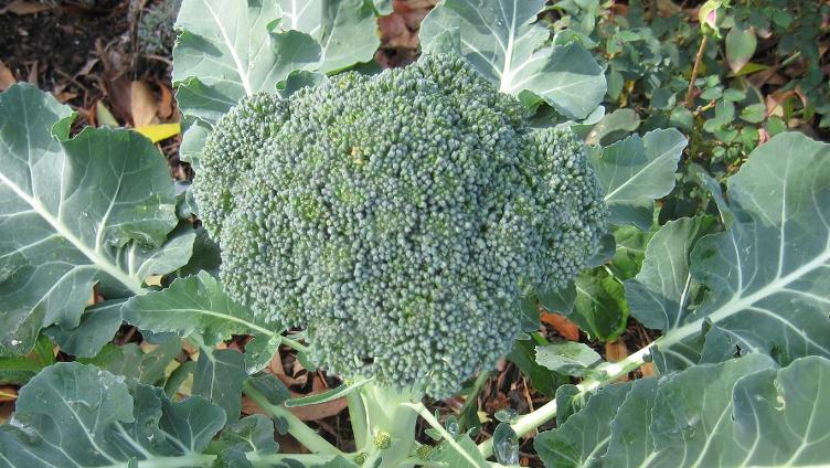 Broccoli Verde Calabrese