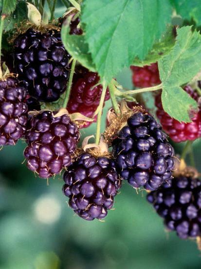 Brombeere Boysenbeere