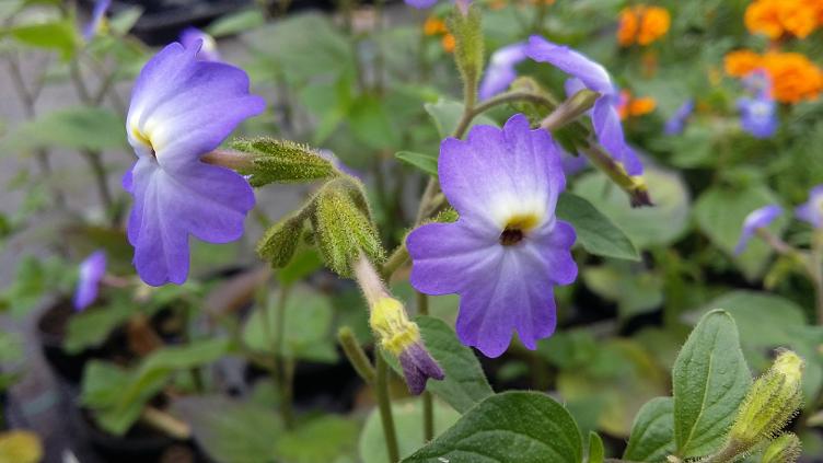 Browallie Blau