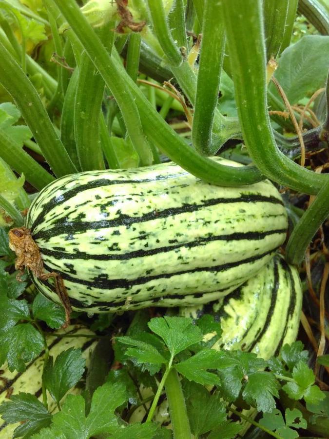 Buschkürbis Bush Delicata