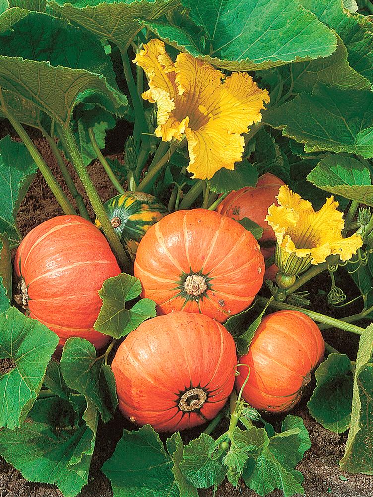 Buschkürbis Gold Nugget