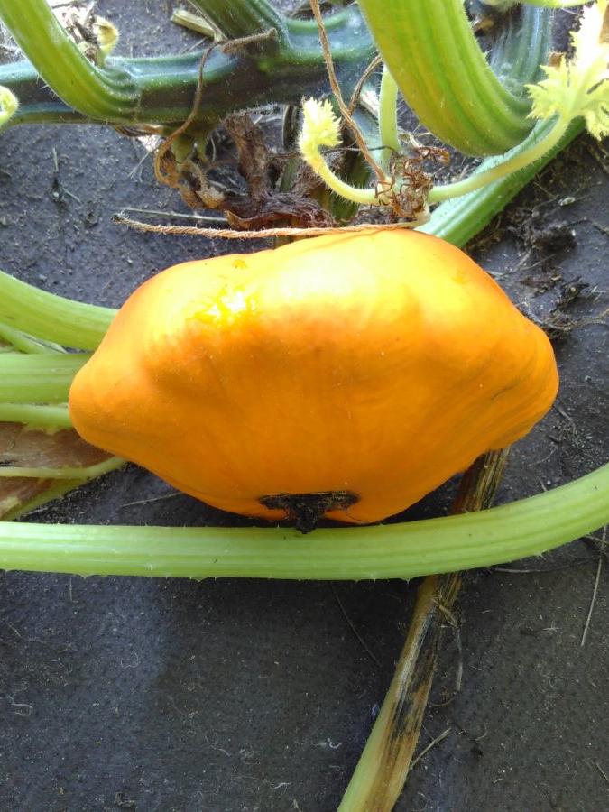 Buschkürbis Patisson Orange