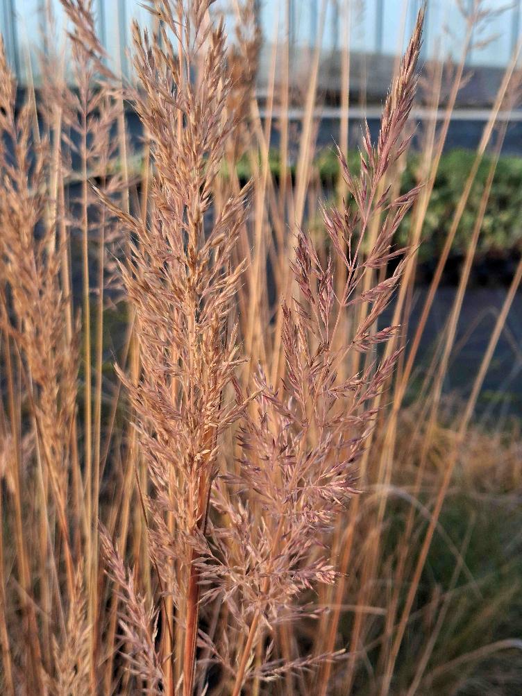 Calamagrostis brachytricha