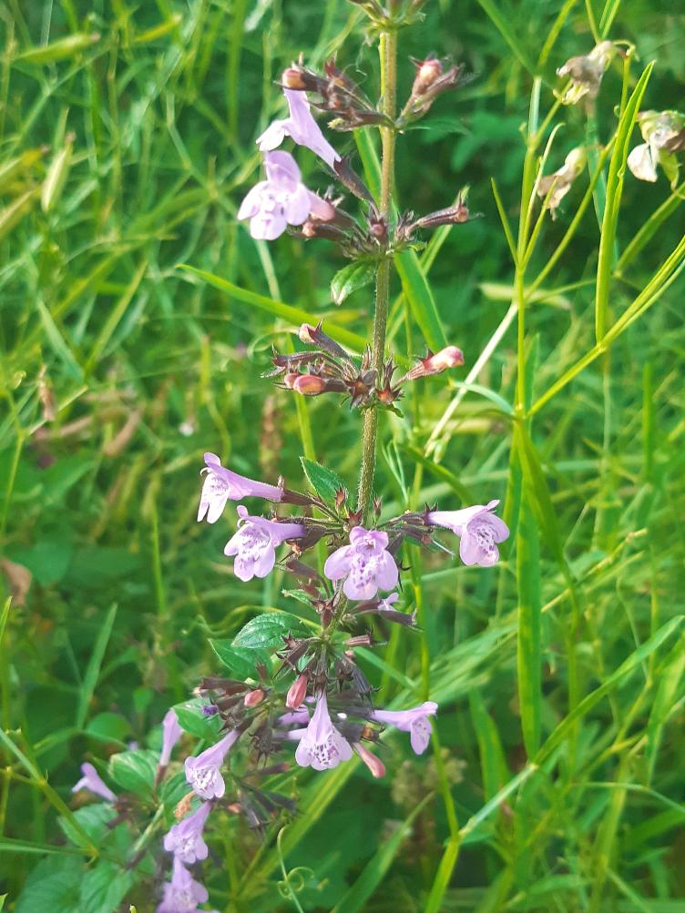 Calamintha menthifolia