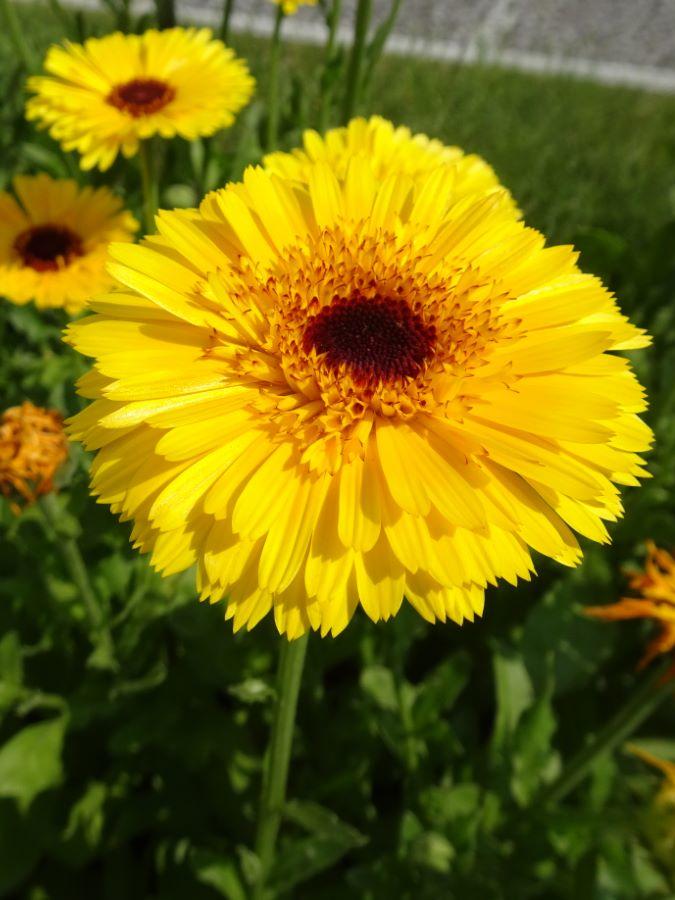 Calendula officinalis `Golden Princess Black Center`
