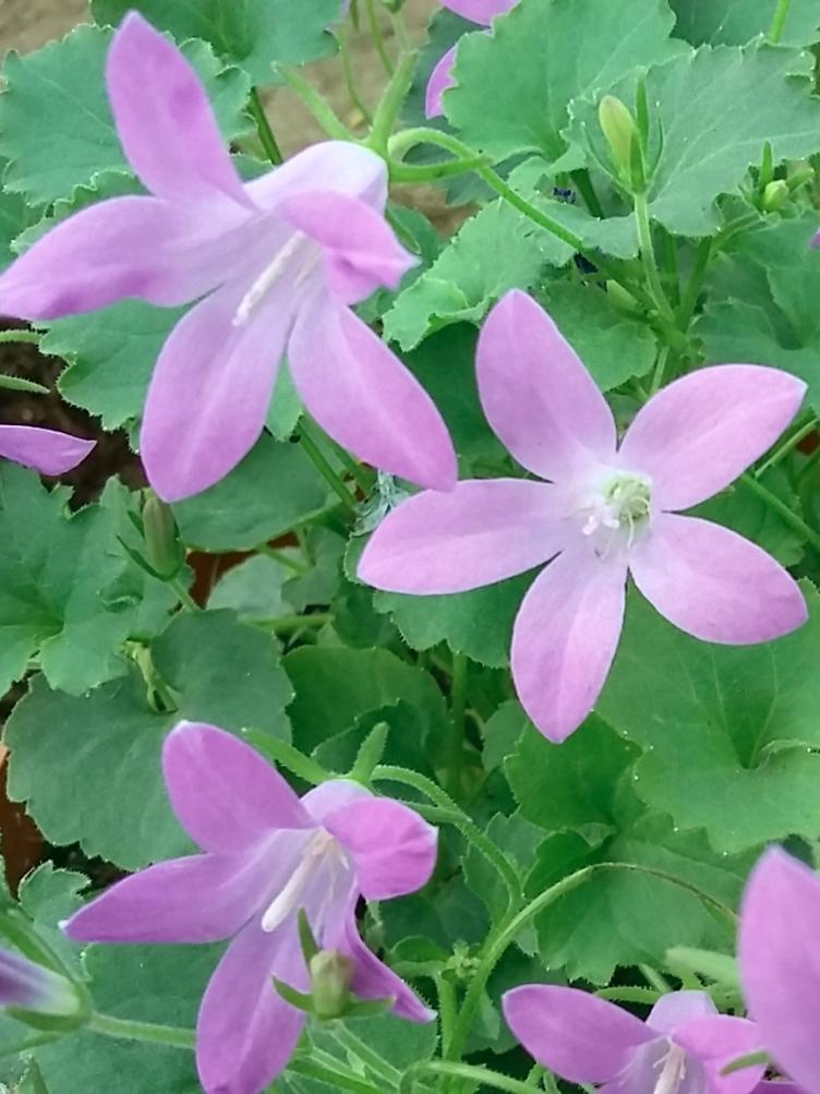 Campanula portenschlagiana `Liselotte`