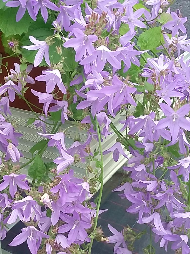 Campanula poscharskyana `Freya`